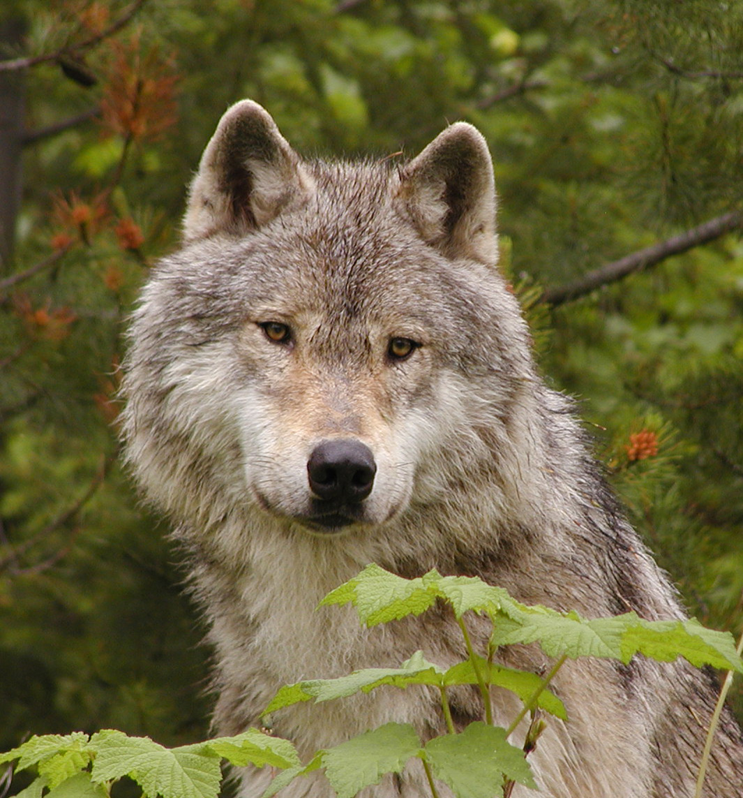 Wildlife and Bird Watching in Golden Tourism Golden, BC, Canada